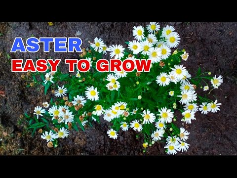 ASTER FLOWER | How to Propagate. Guaranteed Easy Steps. Planting Made Easy.