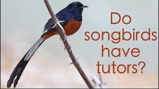 Do songbirds have tutors?