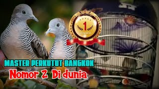 Download lagu Master Perkutut Bangkok Juara Dunia mp3