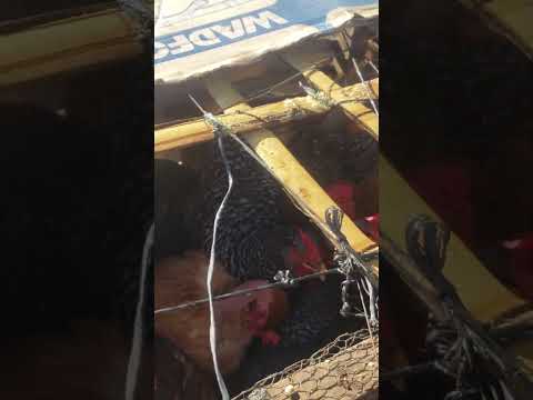 Nueva Guadalupe, San Miguel