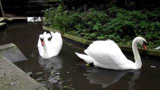 Abbotsbury Swannery. Weymouth, Dorset, England.