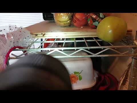 Major Cockroach Infestation Throughout This Apartment in Monmouth Junction, NJ