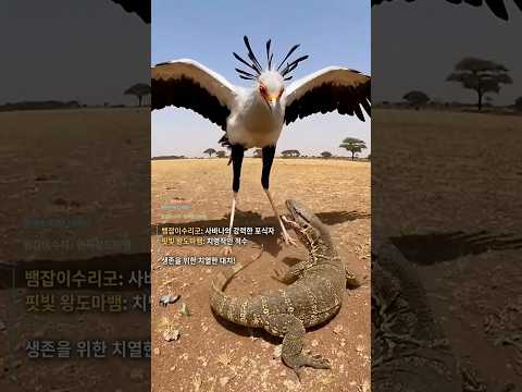 나이가 들면 비서조는 얼굴색이, 흰목왕도마뱀은 이빨 모양이 달라진다