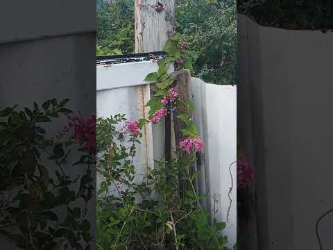 #cure#vervinebush#rice&peas#cure