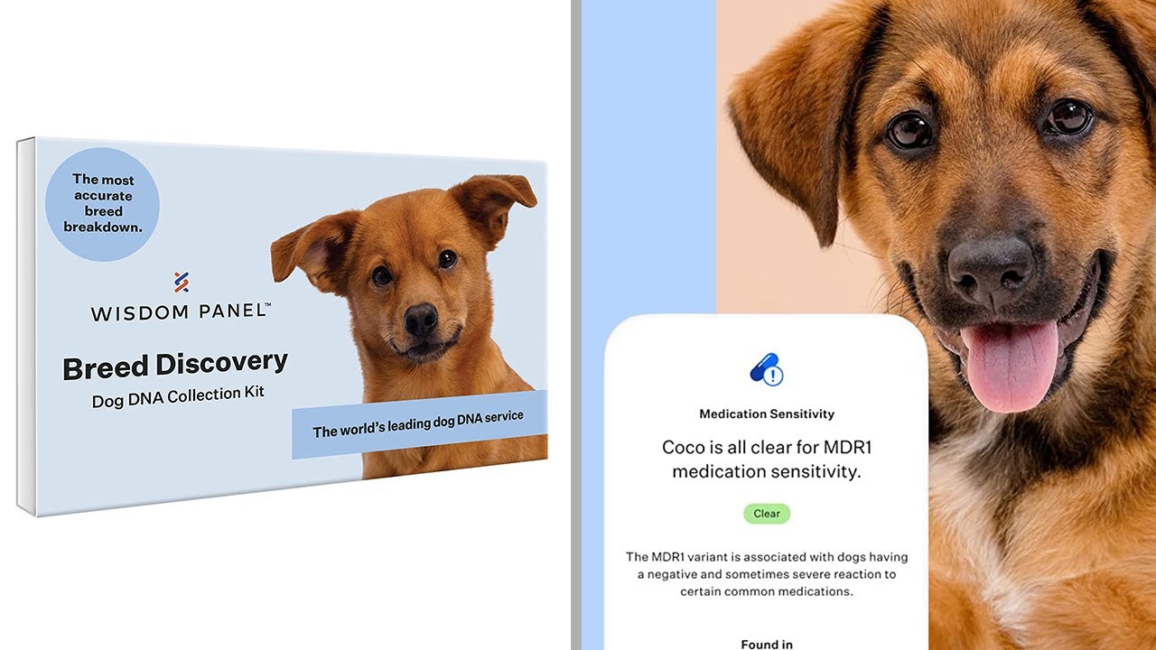 5 Things to Know About Wisdom Panel 3.0 Canine DNA Test