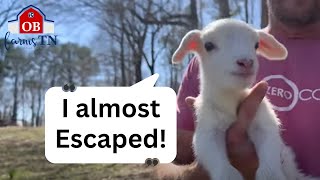 Cute Lamb tries to Escape during Paddock Rotation!