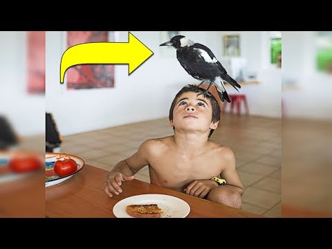 When This Family Saved A Baby Magpie’s Life, What She Did In Return Will Melt Your Heart