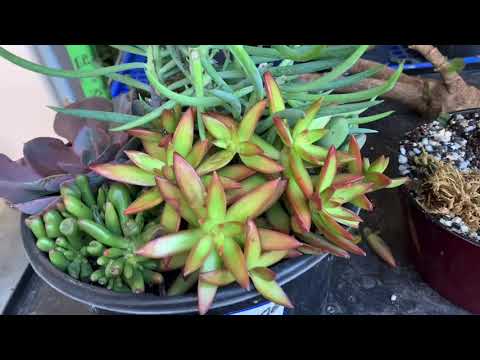 Lowes Shop With Me 2020 / Lowes Clearance Succulent Haul (Lowes Shop With Me 2020 / Lowes Clearance Succulent Haul)
