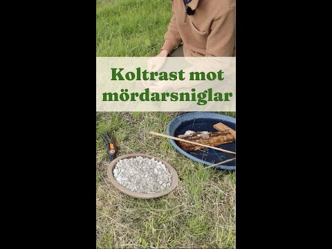 Blackbird against Killer Snails - Gardenhacks by GardenR