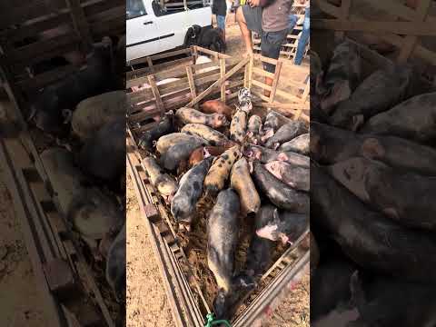 Feira de animais em Jataúba PE 04/09/2026 #pecuarista