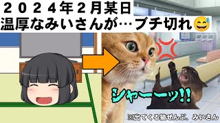 【猫ミーム回想】みいさんがブチ切れた話😅(ワクチン関係)