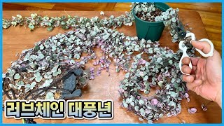 러브체인 키우는 분들이 혹할만 한 영상!! 러브체인을 키운다면 꼭 보세요!!