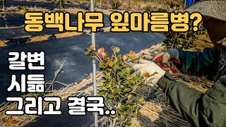 동백나무 잎마름병 잎갈변 잎마름 가지치고 약주기 키우기 만만치 않아요 