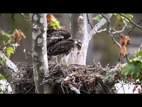 Red tailed Hawk chick saves choking sibling