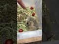 リチャードソンジリスのYouTubeサムネイル画像