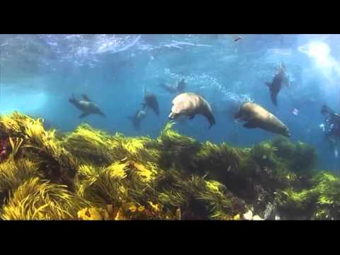 Barunguba Montague Island Nature Reserve