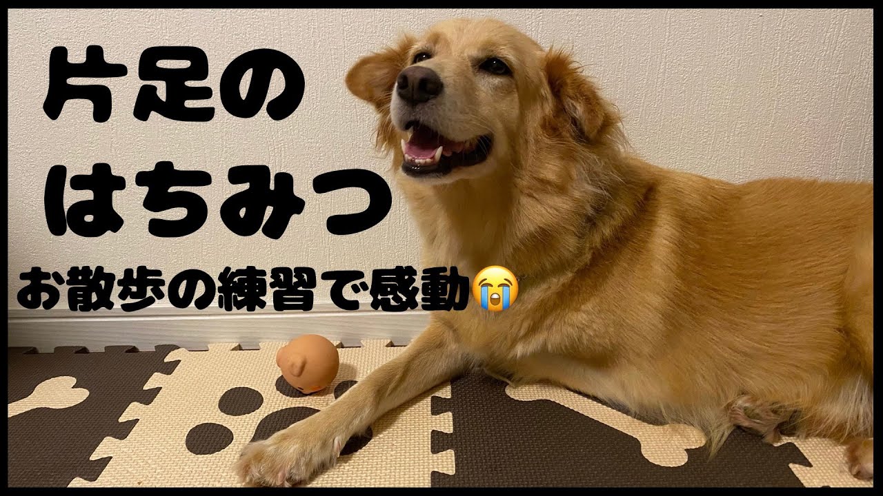 【保護犬】はちみつの旅立ちを一緒に祝ってください