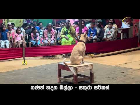 Sums Dog   l ගනන් හදන බල්ලා | Sudarshana TV l සකුරා සකර්කස්