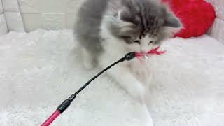 ノルウェージャンフォレストキャットの動画01