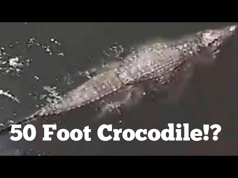 50 Foot Crocodiles Sighted at Sea