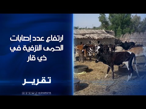 فيديو | ذي قار: 114 إصابة بالنزفية بينها 11 وفاة
