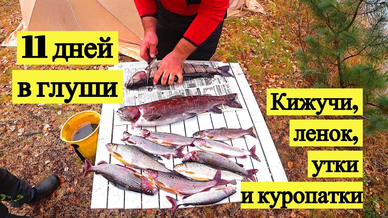 11 дней в глуши. Кижучи, ленок, утка и куропатки