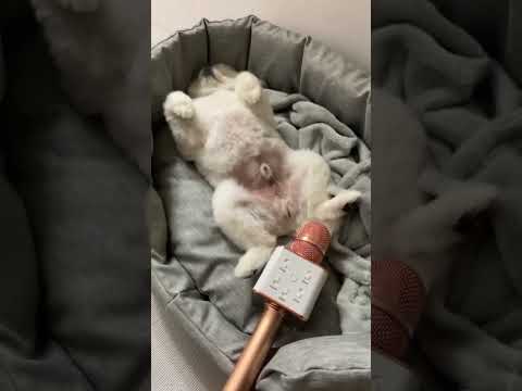 Dog Fart Comedy #shorts #fart #dogs #puppy