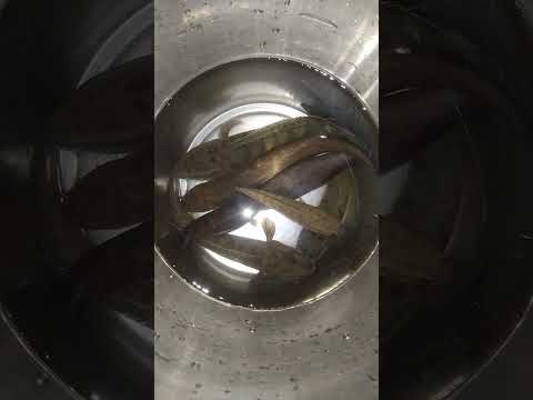 nga        #fish #fishing #nga