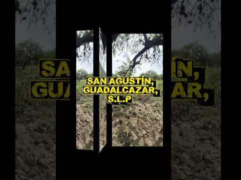 SAN AGUSTÍN, GUADALCAZAR, SLP.