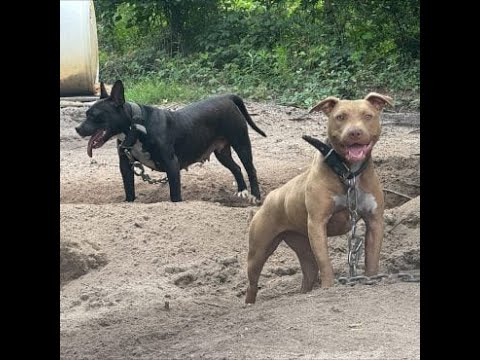 South Carolina dog fighting arrest plus Mal Kant Update