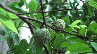 preview picture of video 'Sugar Apple or Sweetsop Fruit Tree (Tiep Srok) in Suong, Cambodia'