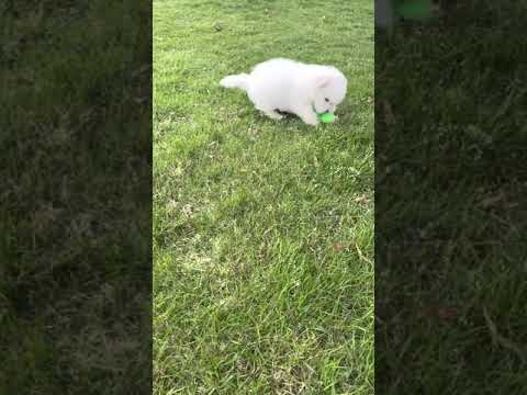 Bichon Frise Male Puppy
