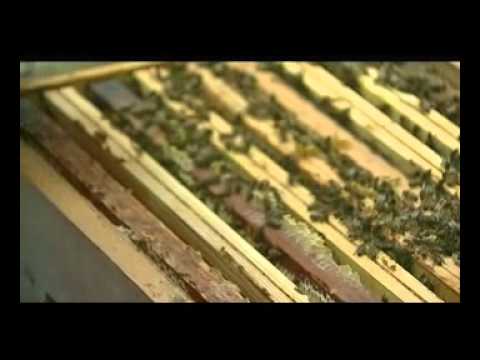 comment demarrer apiculture