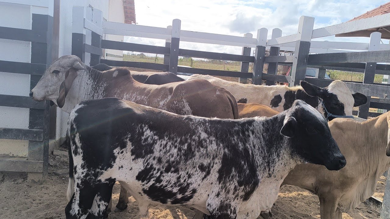 FEIRA DO GADO DE CRAÍBAS AL DIA 01/11/2024.