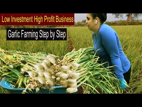 , title : 'How to Start Business Garlic Farming - How to Grow Garlic Step by Step - Garlic Farm Business Ideas'