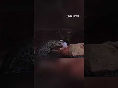 WILD TURKEY CHASE: Crocodile leaps to the occasion #shorts #foxnews #news #fox