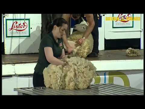 Golden Shears 2014 - World Wool Handling - Round 1 Heat 5