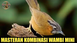 Download lagu MASTERAN KOMBINASI WAMBI MINI-TLEDEKAN DAN BURUNG LAINNYA mp3 Download lagu MASTERAN KOMBINASI WAMBI MINI-TLEDEKAN DAN BURUNG LAINNYA mp3