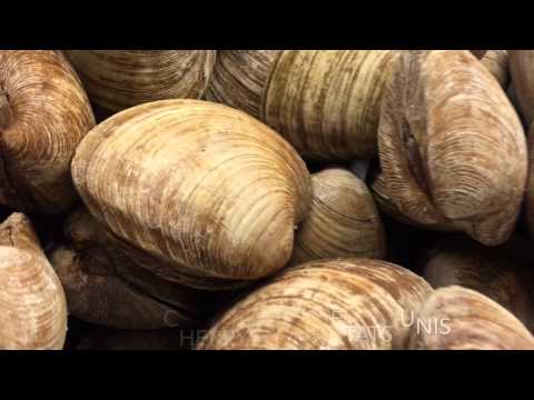 Les coquillages de La Mer