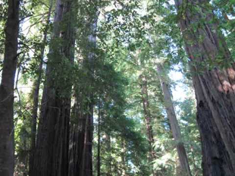 Secoyas Gigantes / California Giant Redwoods (♫)