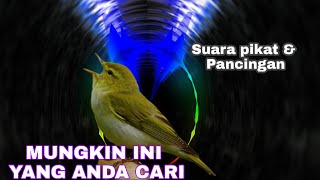 Download lagu Suara Pikat Dan Pancingan Burung Cikrak Kutub mp3