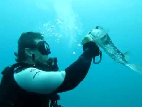 Diver Helps Unhook Extremely Chill Pufferfish