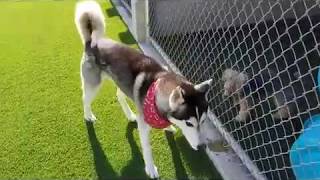 ID#123234 Siberian Husky 2yr ID#123234 Siberian Husky 2yr