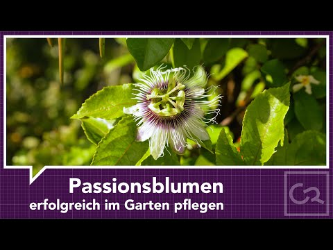 Passionsblumen im Garten pflegen