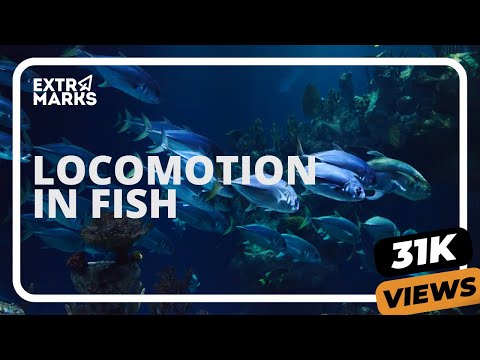 Do You Know? | Locomotion In Fish | Biology
