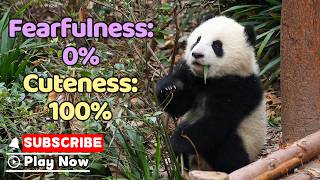Today I Want To Be A Vampire Panda | iPanda