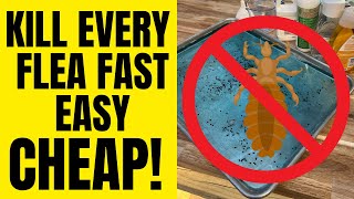Get Rid Of FLEAS Forever Guaranteed Results | Inside & Outside