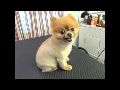 , title : 'Watch this before you shave a Pomeranian'