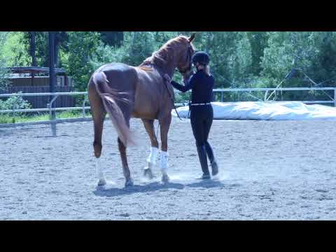 Dressage Groundwork