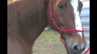 &quot;I may never get over you&quot; By Brooks and Dunn (My horse Dodger)